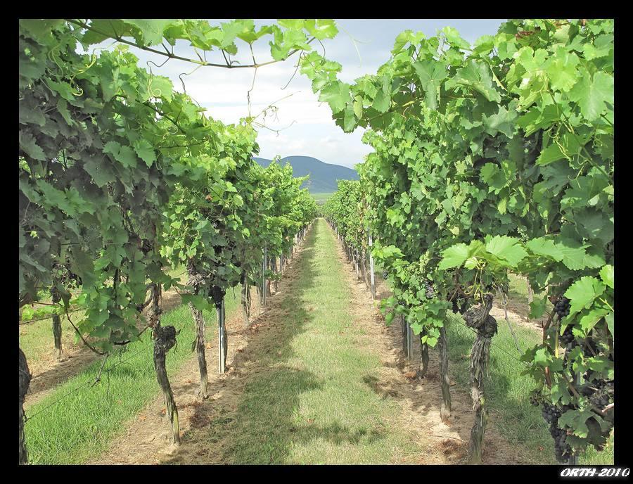 Gaestehaus Weingut Glas Neustadt an der Weinstraße Extérieur photo